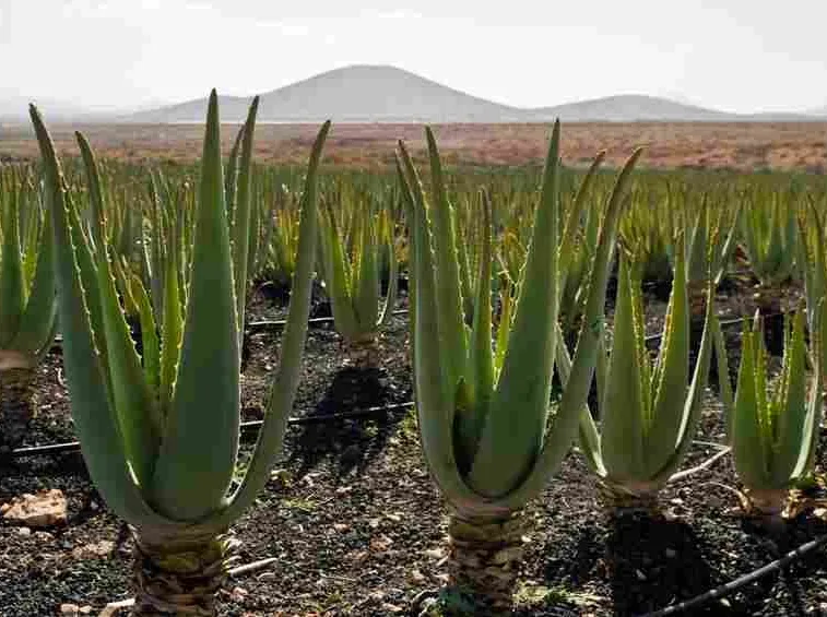 controindicazioni aloe 