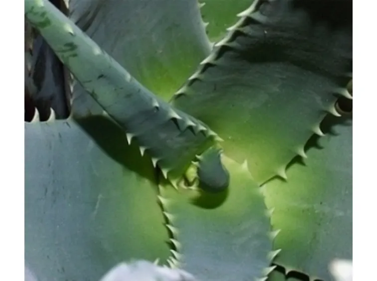 controindicazioni aloe 4