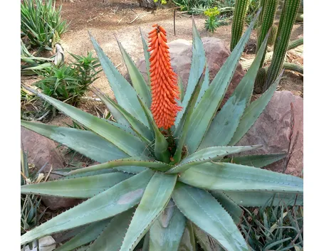 Pianta di aloe fiorita