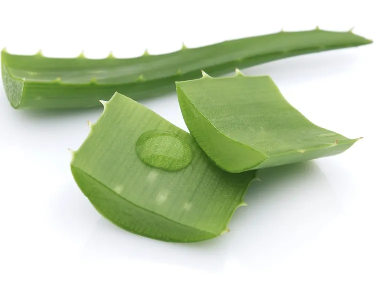 Foglia di aloe tagliata a metà