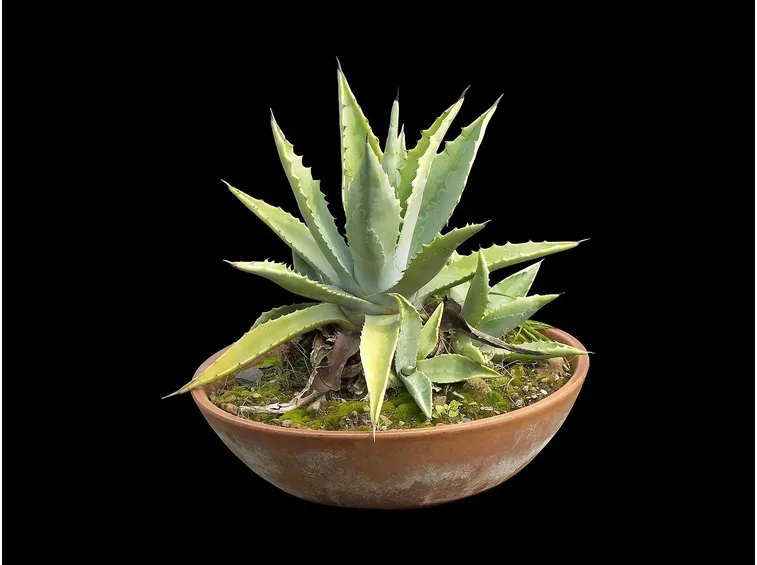 Aloe coltivata in casa