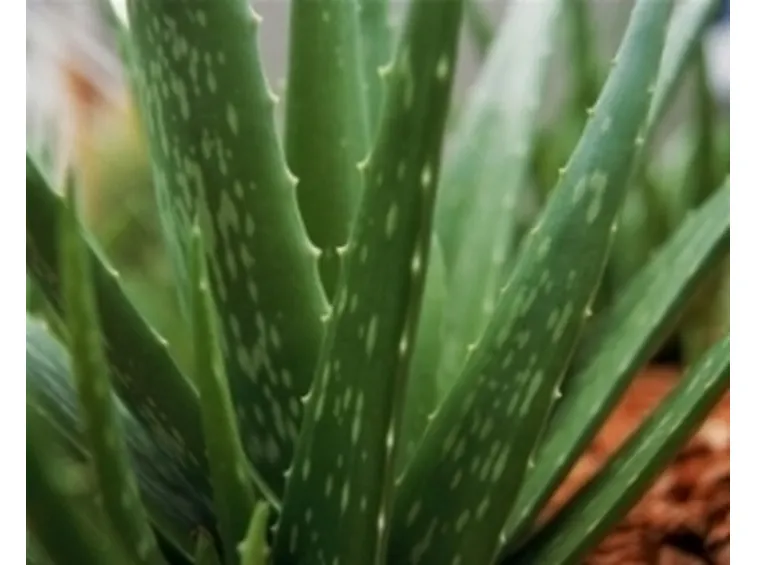 vendita aloe