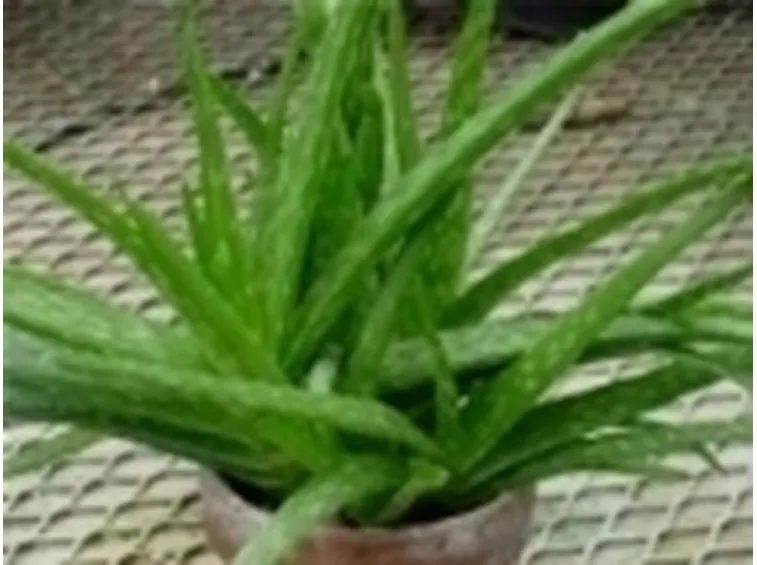 vendita aloe