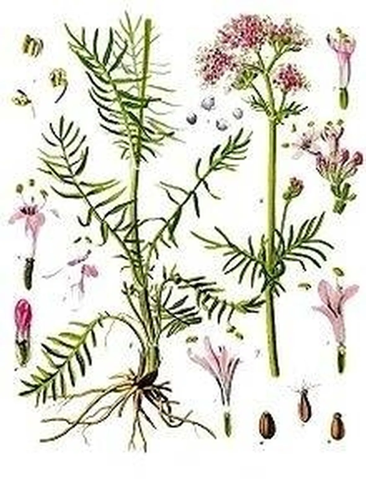 estratti frazionati