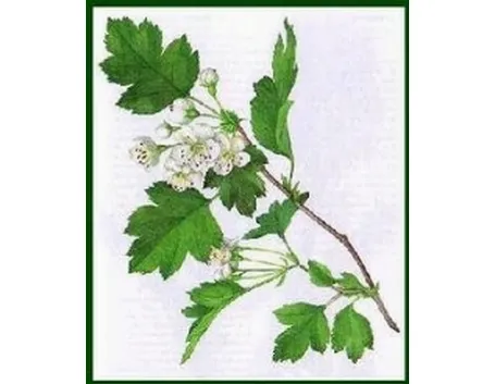 macerati glicerinati