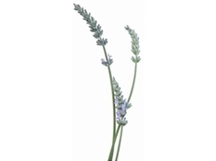 macerati glicerinati2