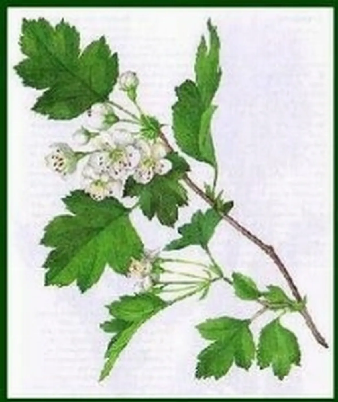 macerati glicerinati