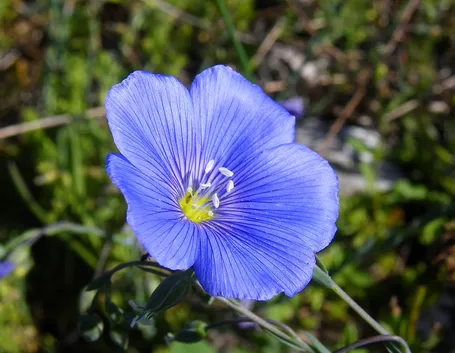 Fiore lino