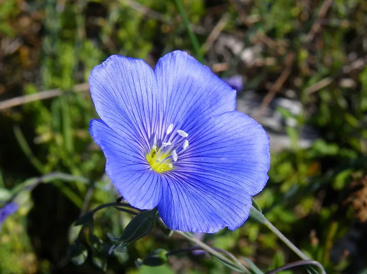 Fiore lino
