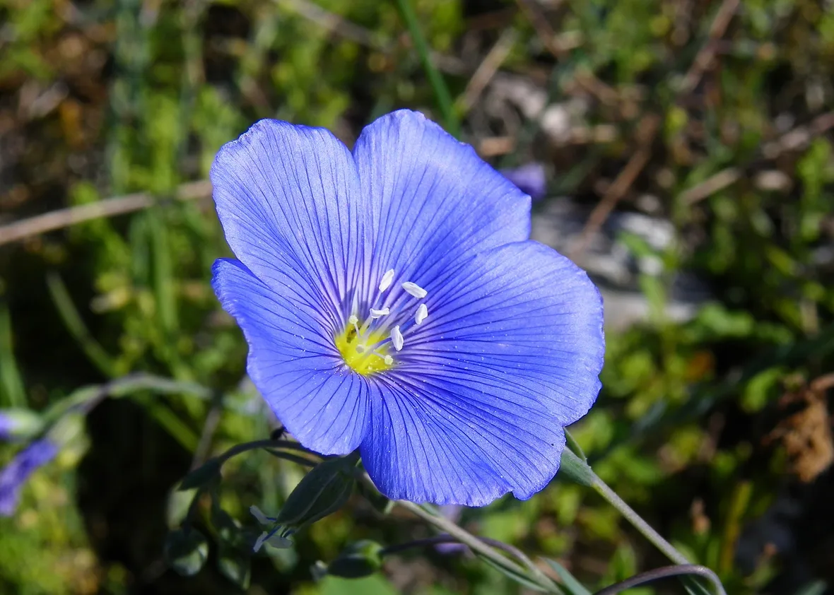 Fiore lino