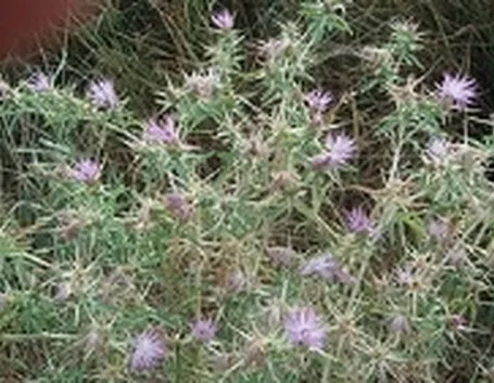 sospensione integrale di pianta fresca