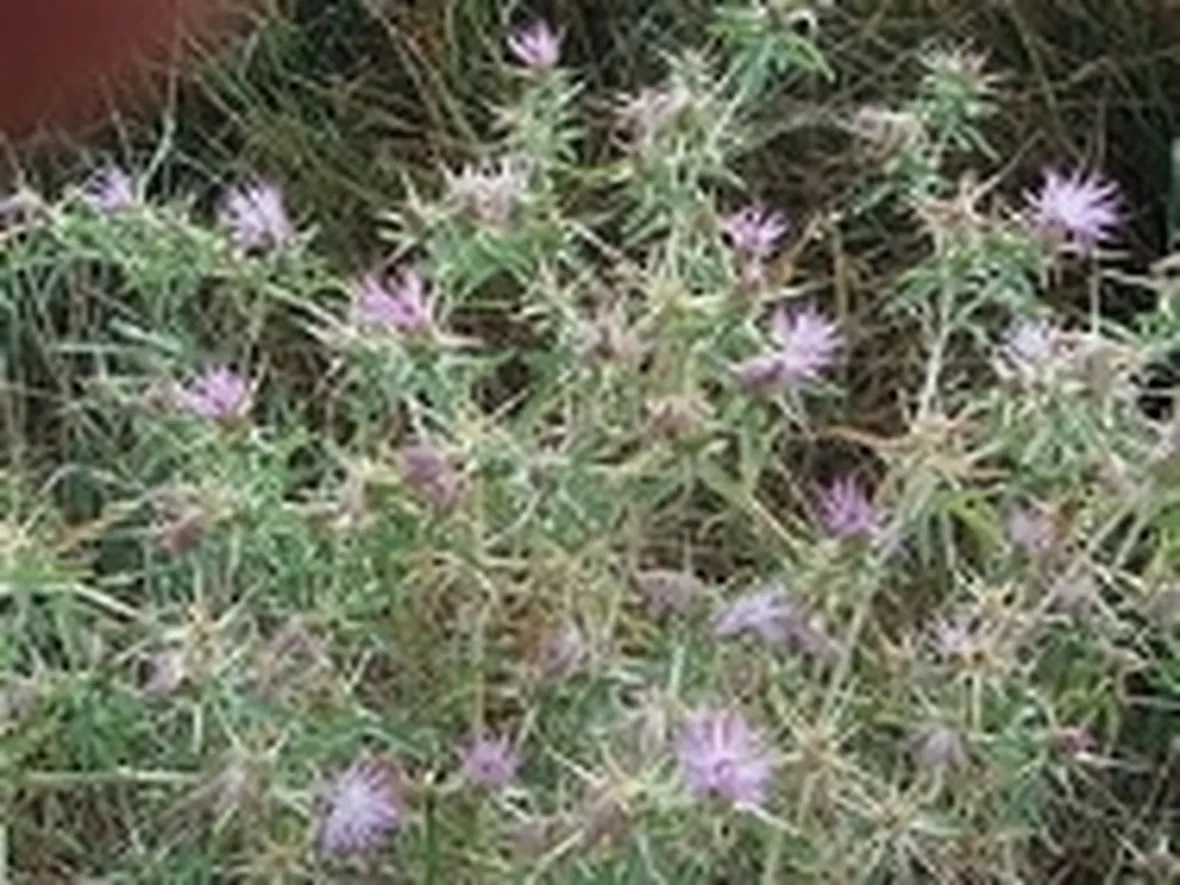 sospensione integrale di pianta fresca
