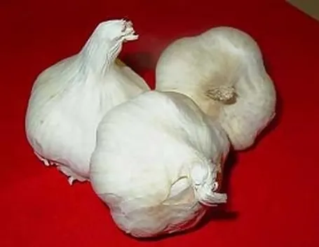 aglio proprietà 