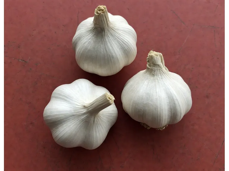 aglio proprietà 