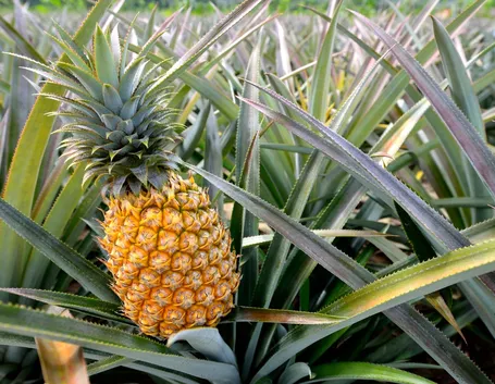 ananas