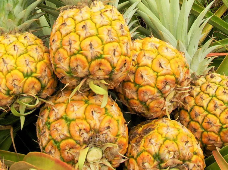 ananas