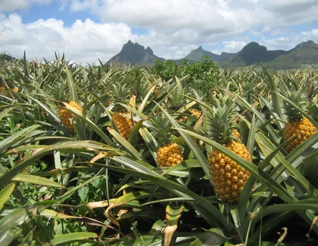 coltivazione ananas