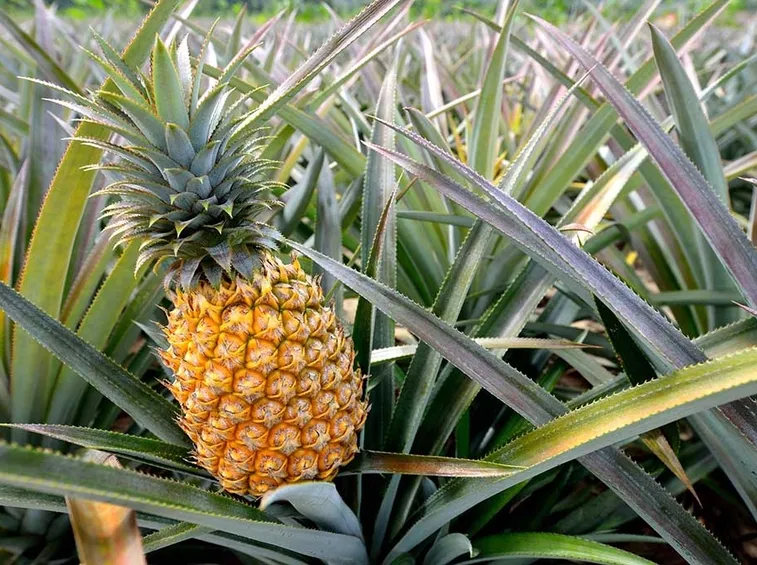pianta ananas