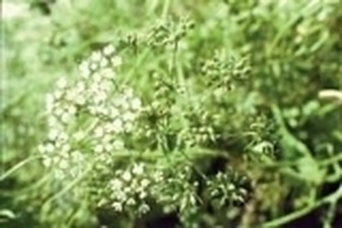 anice verde
