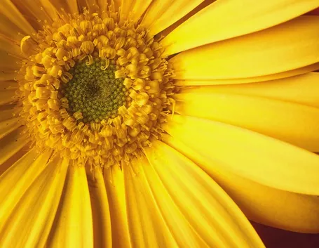 arnica gel