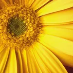 arnica gel