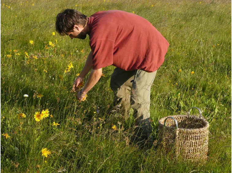 raccolta arnica