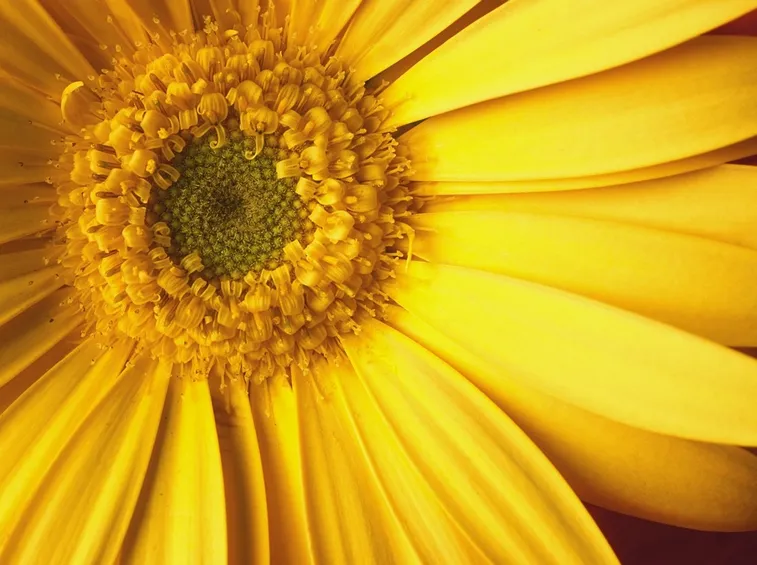 arnica gel