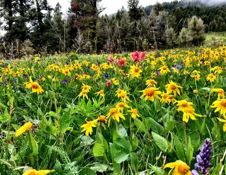 arnica montana