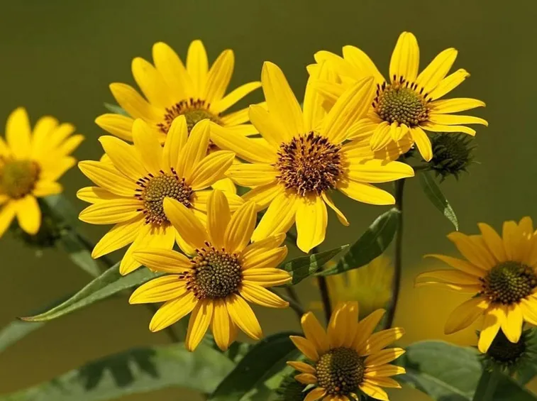 arnica montana