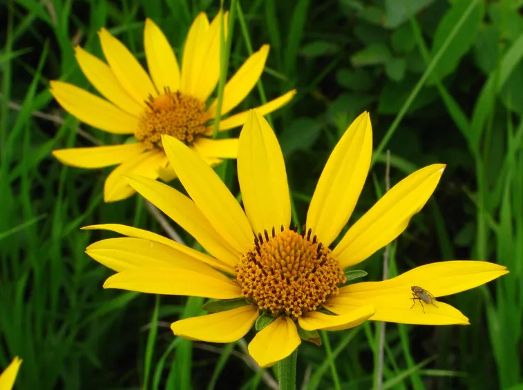 arnica montana fiore