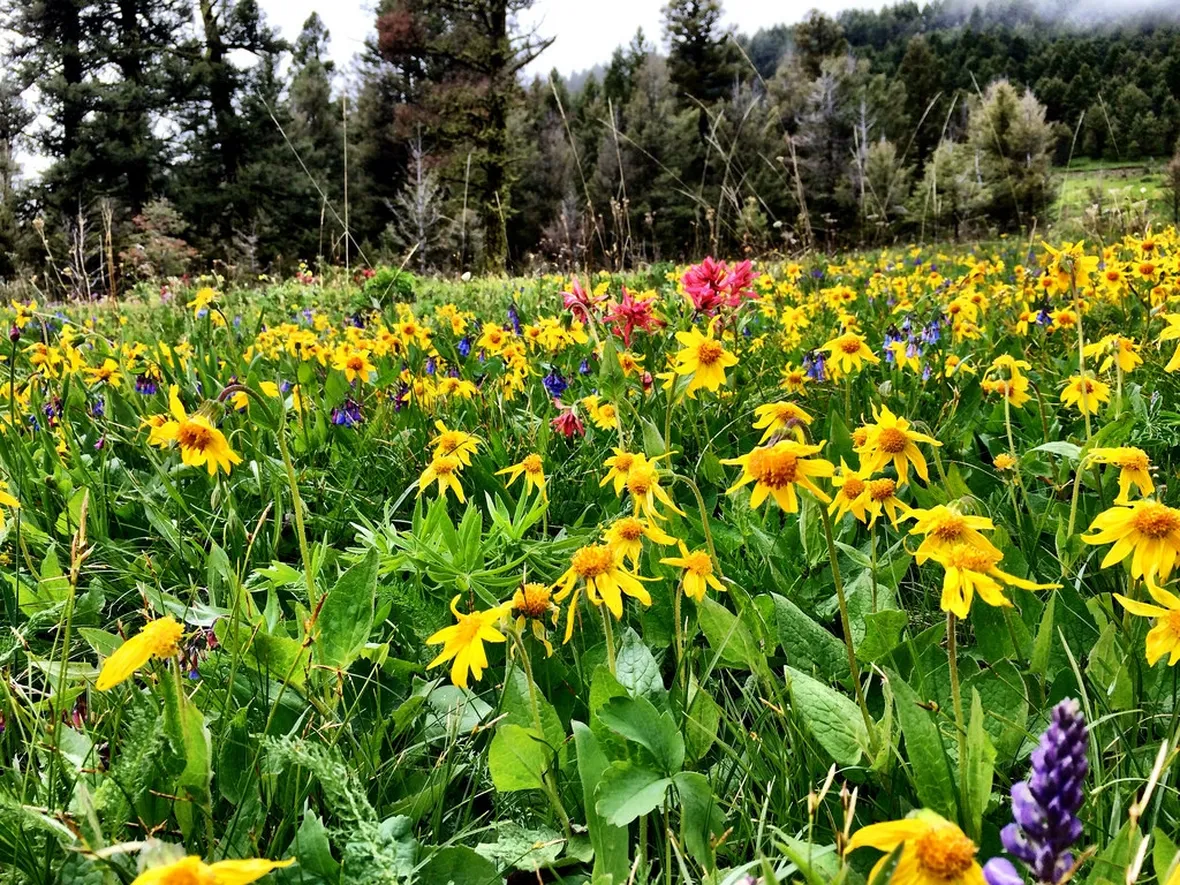 arnica montana