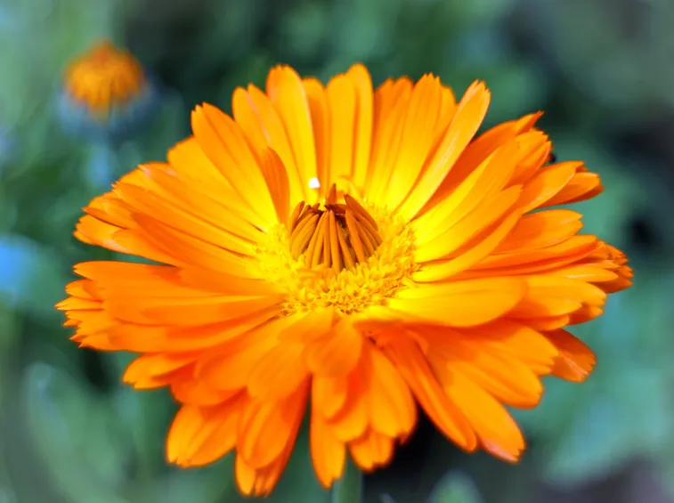 calendula