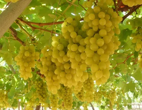 L'uva per purificare la pelle