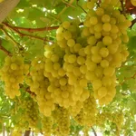L'uva per purificare la pelle