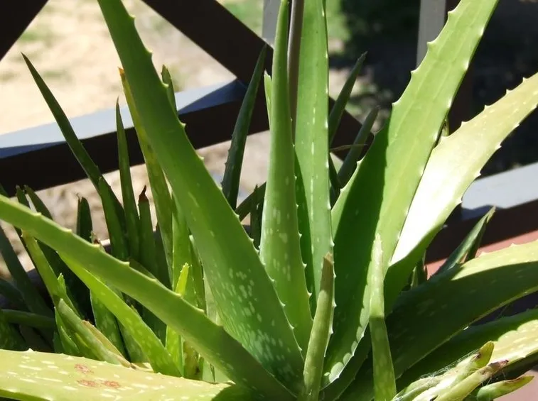 L'Aloe Vera come lenitivo