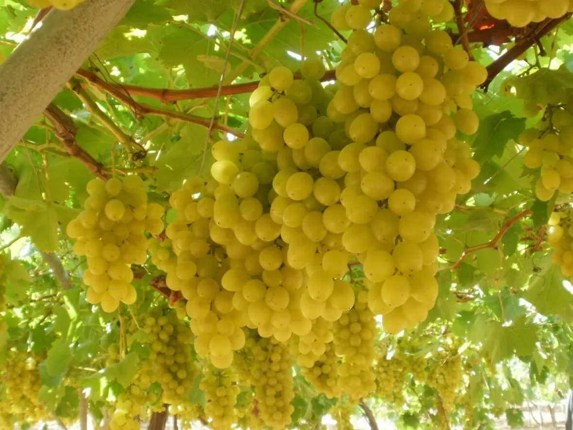 L'uva per purificare la pelle