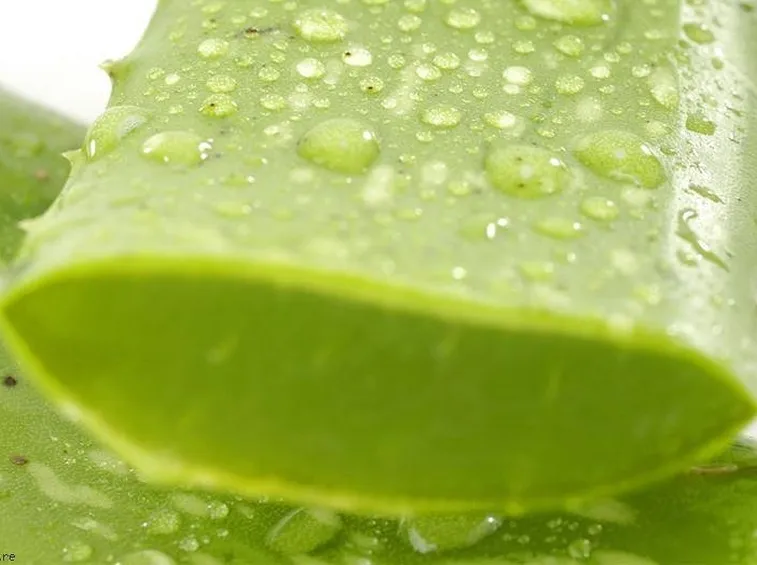 Aloe vera
