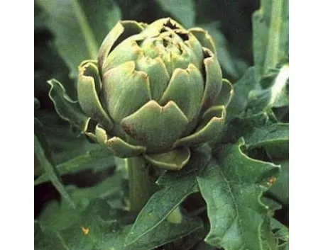 decotto carciofo