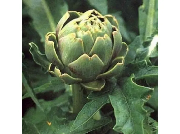 decotto carciofo