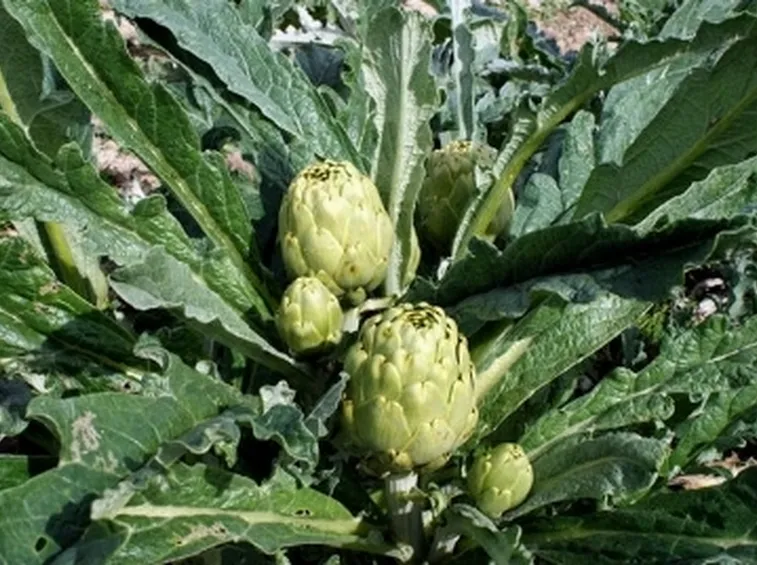 decotto carciofo2