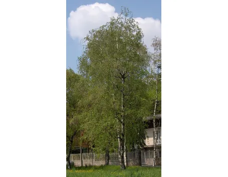 albero di betulla