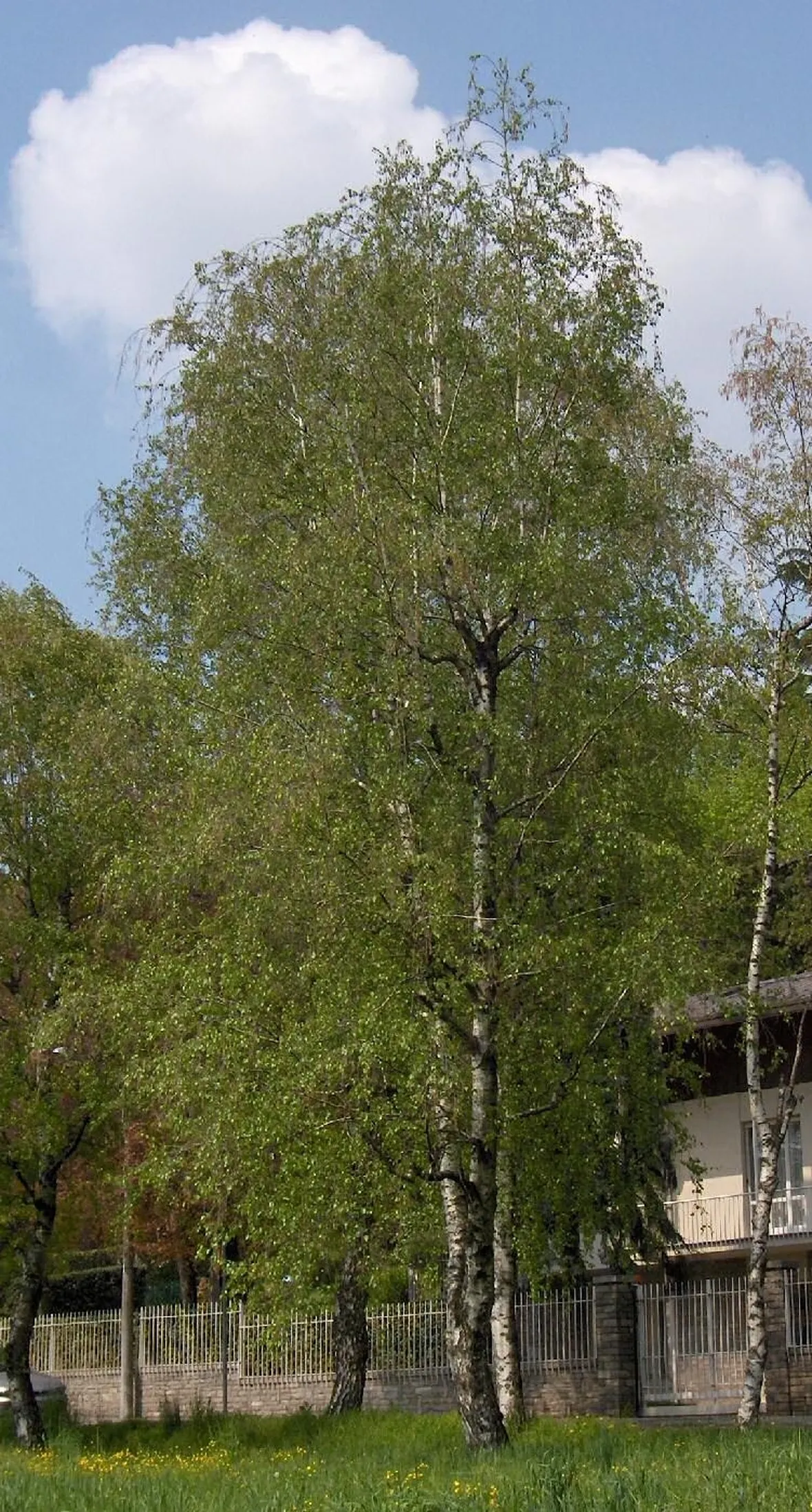 albero di betulla