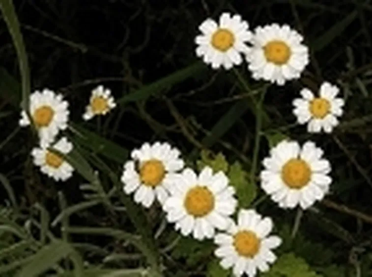 decotto di camomilla2