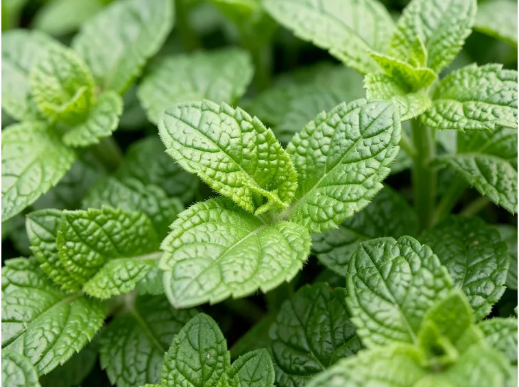menta