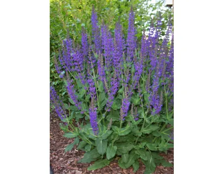 fiori di salvia