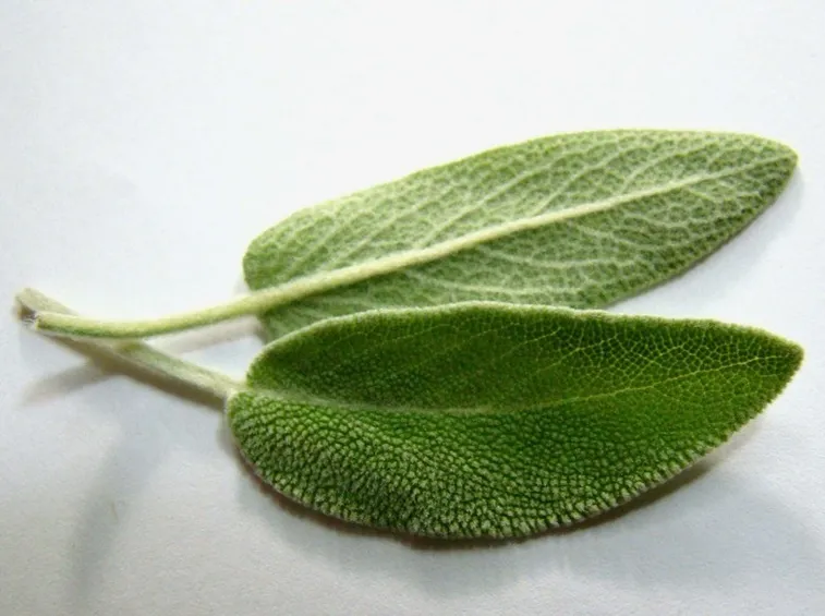 foglie di salvia