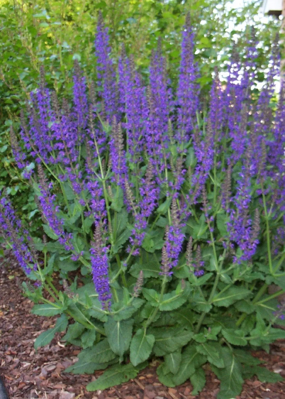 fiori di salvia
