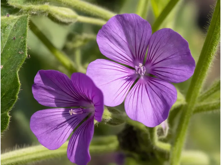 malva