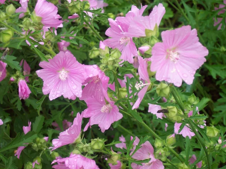 malva rosa
