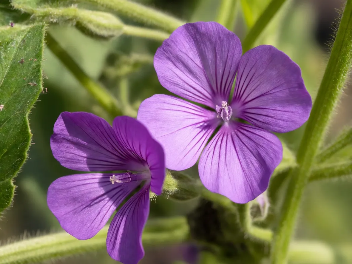 malva